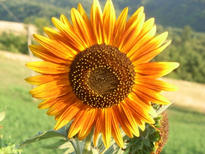 Sonnenblume 3