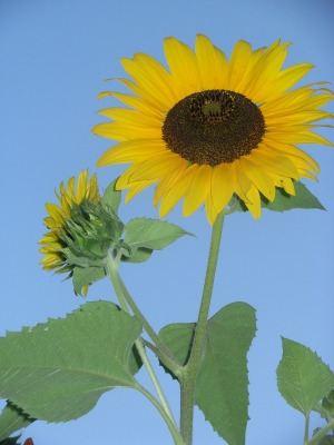 Sonnenblume 4