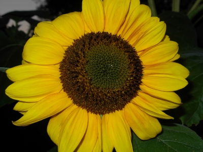 Sonnenblume 5