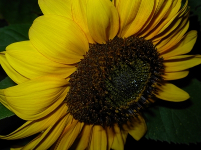 Sonnenblume 6