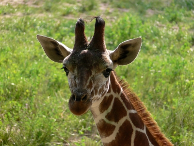 Giraffen-Baby, 2 Wochen alt