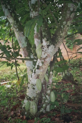 Kakao-Baum