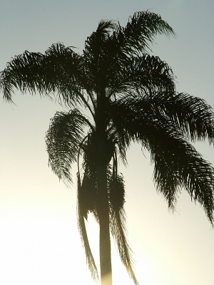 Palme Gegenlicht1