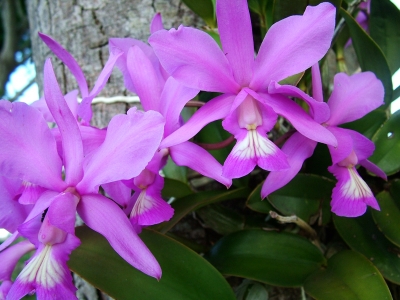 orchidee2