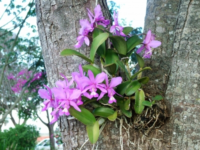 orchidee3