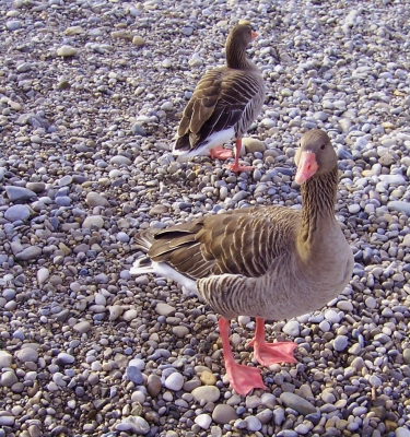 Ente an der Isar