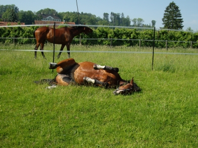 auf der Weide