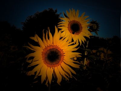 Sonnenblumen etwas anders