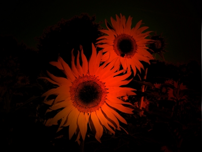 Sonnenblumen etwas anders