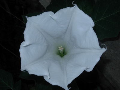 Datura 2