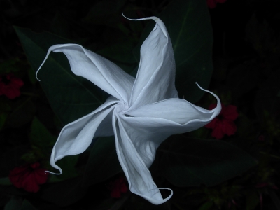 Datura 4