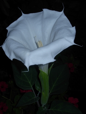 Datura 5