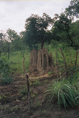 Termitenbau