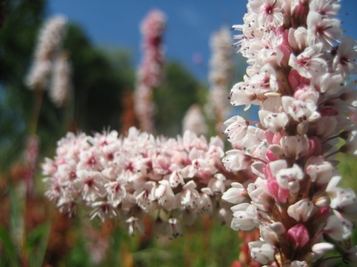 Zahnbürstenblumen