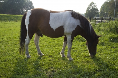 Grasendes Pferd in der Abendsonne