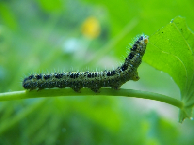 Raupe des Kohlweisslings