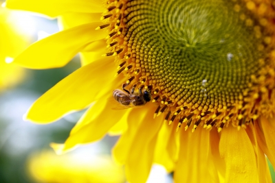 Biene an Sonnenblume 1