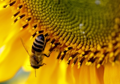 Biene an Sonnenblume 2