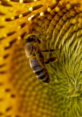 Biene an Sonnenblume 3