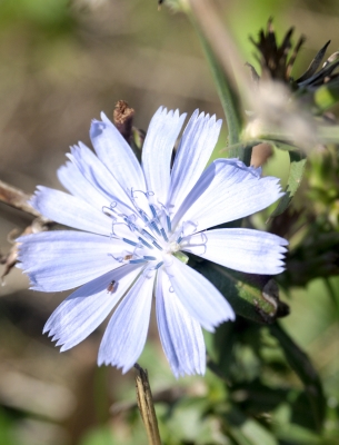 Hellblaue Blüte