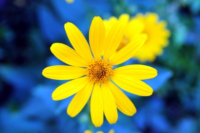 Gelbe Blüte 4