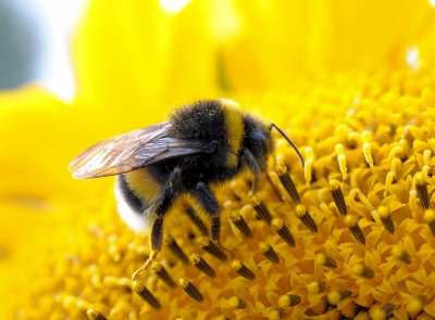 Hummel an Sonnenblume 5