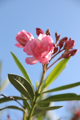 Oleander 2
