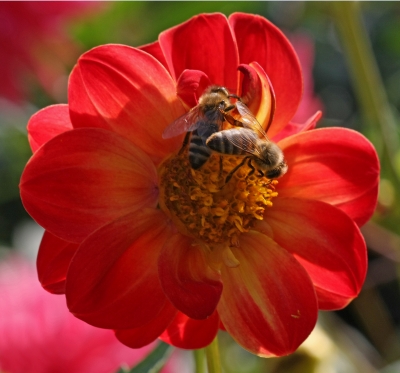 Dahlienblüte mit Bienen