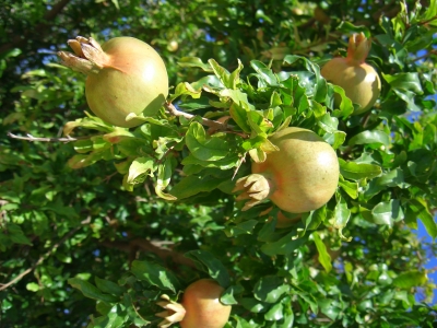 Granatapfel