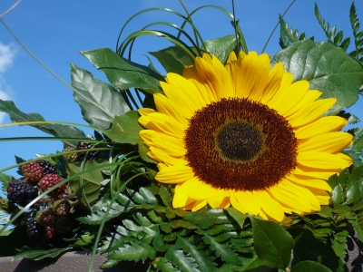 Sonne für Euch