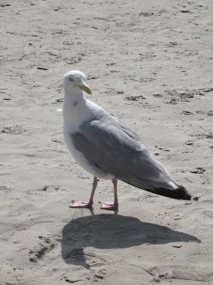 Möwe am Strand