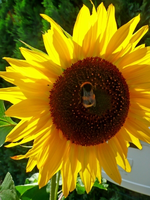 Sonnenblume im Gegenlicht