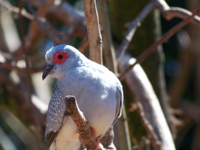 Ein Tag im Vogelpark