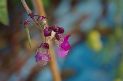 Bohnenblüte