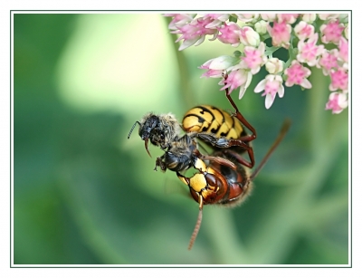 Hornisse erbeutet eine Biene