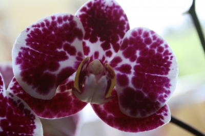Milka Orchidee