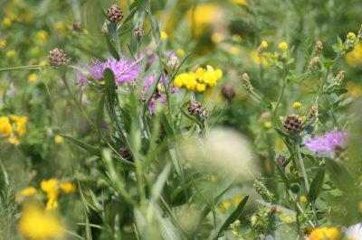 Blumenwiese