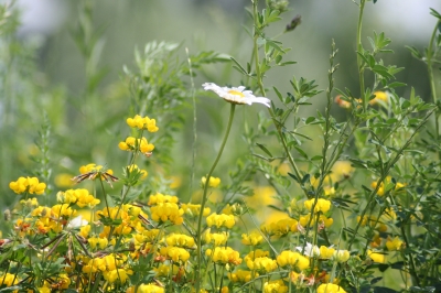 Blumenwiese