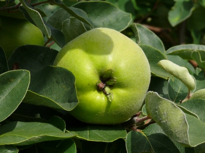 Apfel