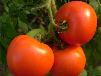 Tomaten 2