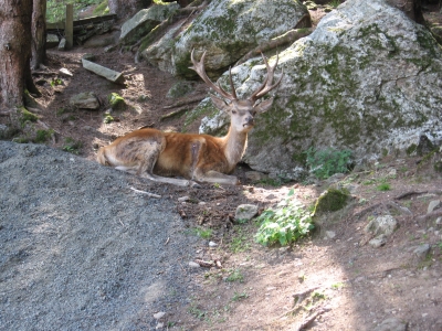 hirsch in ruheposition