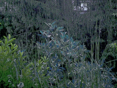 blaue Blätter