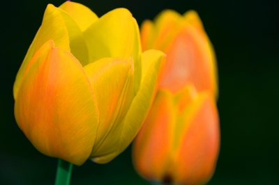 Gelbe Tulpen