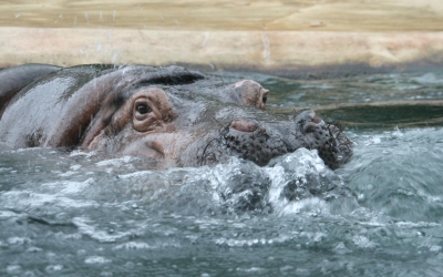 Nilpferd im Zoologischen Garten Berlin