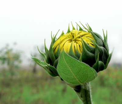 Sonnenblumenknospe-im-Nebel.