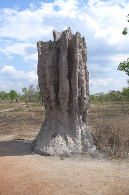 Termitenhügel