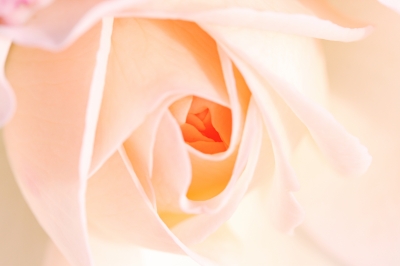 Eine Rose in Weiss