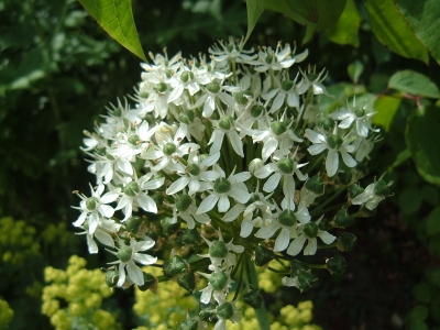 Weißes Allium