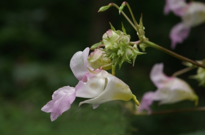 Blüte 1 - Springkraut