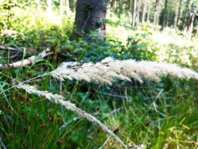 Gräser im Wind 4